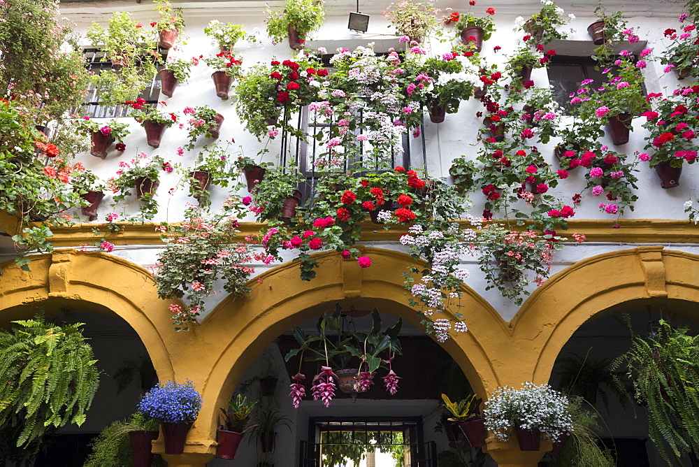 Colourful display of flowers at the Festival of the Patios, Cordoba, Andalucia, Spain, Europe