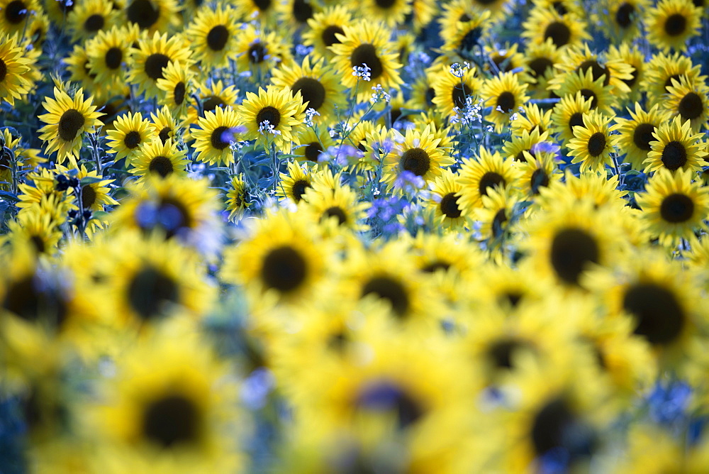 Field full of yellow sunflowers, Newbury, West Berkshire, England, United Kingdom, Europe