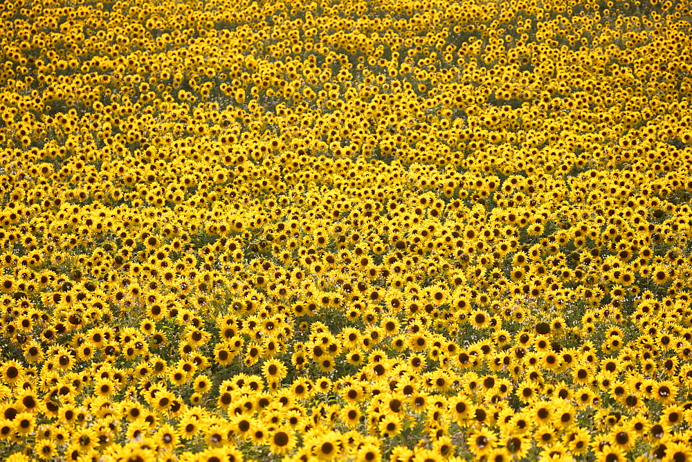 Field full of yellow sunflowers, Newbury, West Berkshire, England, United Kingdom, Europe