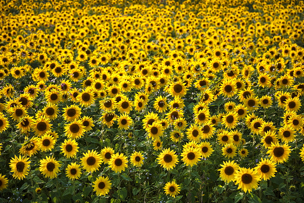 Field full of yellow sunflowers, Newbury, West Berkshire, England, United Kingdom, Europe