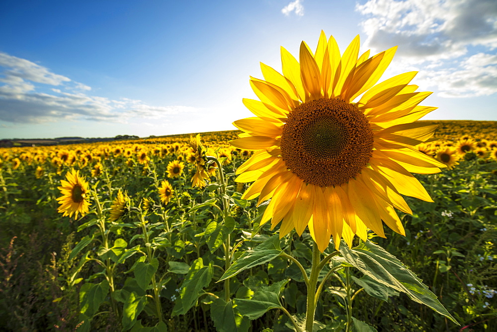 Field full of yellow sunflowers, Newbury, West Berkshire, England, United Kingdom, Europe