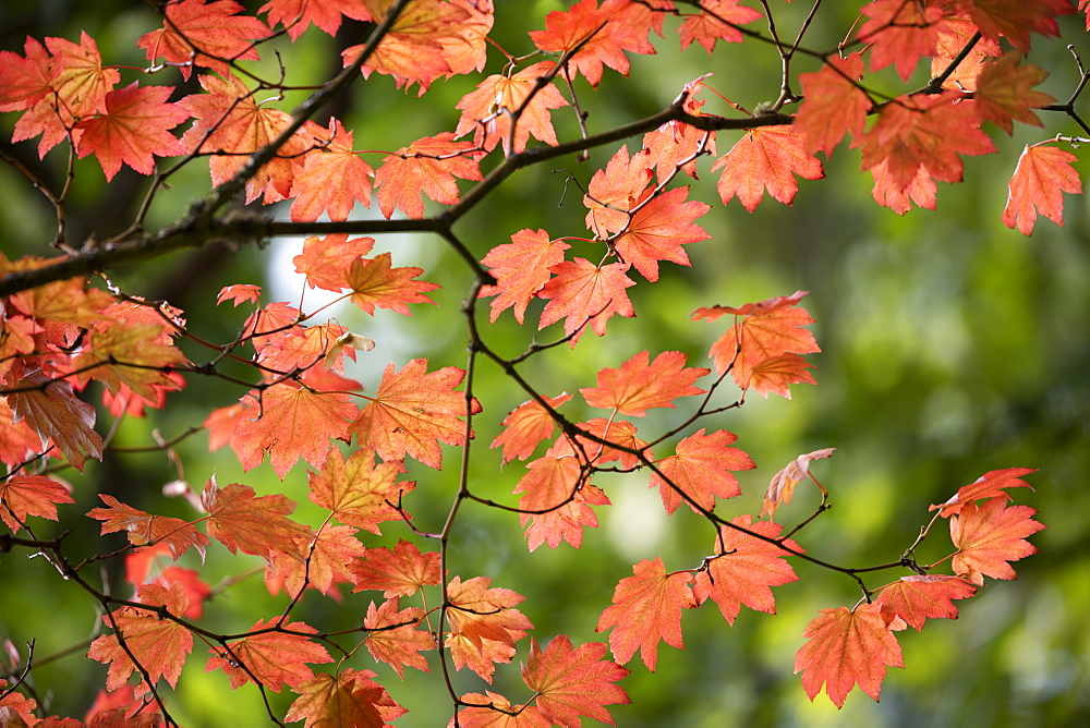 Backlit maple tree leaves in autumnal shades, England, United Kingdom, Europe