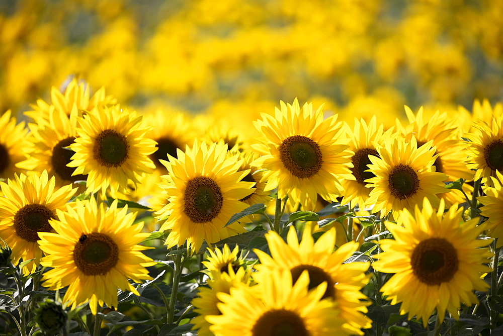 Field full of yellow sunflowers, Newbury, West Berkshire, England, United Kingdom, Europe