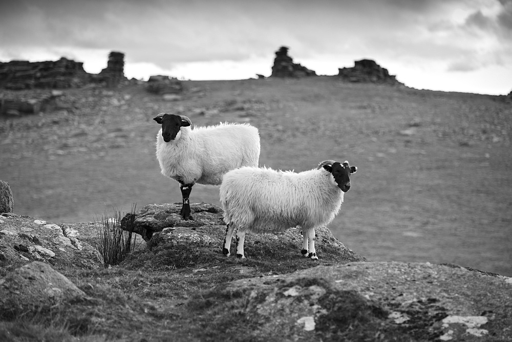 Two white sheep below Staple Tor near Merrivale, Dartmoor National Park, Devon, England, United Kingdom, Europe