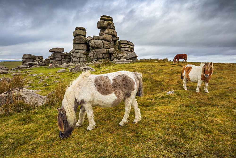 Wild Dartmoor ponies at Staple Tor near Merrivale, Dartmoor National Park, Devon, England, United Kingdom, Europe