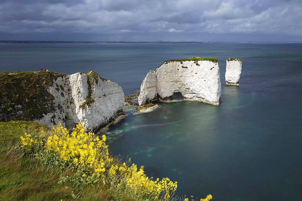 Old Harry Rocks on the Jurassic Coast, UNESCO World Heritage Site, Swanage, Dorset, England, United Kingdom, Europe