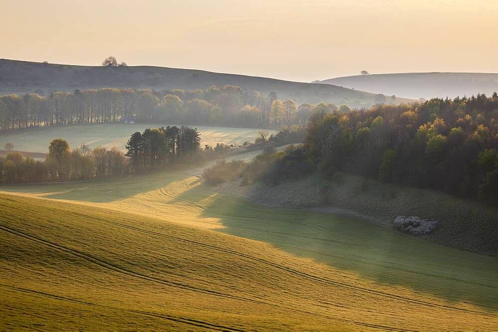 Misty landscape with Beacon Hill and Ladle Hill, Highclere, North Wessex Downs AONB (Area of Outstanding Natural Beauty), Hampshire, England, United Kingdom, Europe