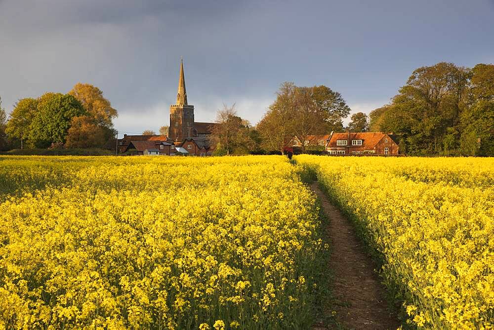 Footpath in rapeseed field to village of Peasemore and St. Barnabas church, Peasemore, West Berkshire, England, United Kingdom, Europe