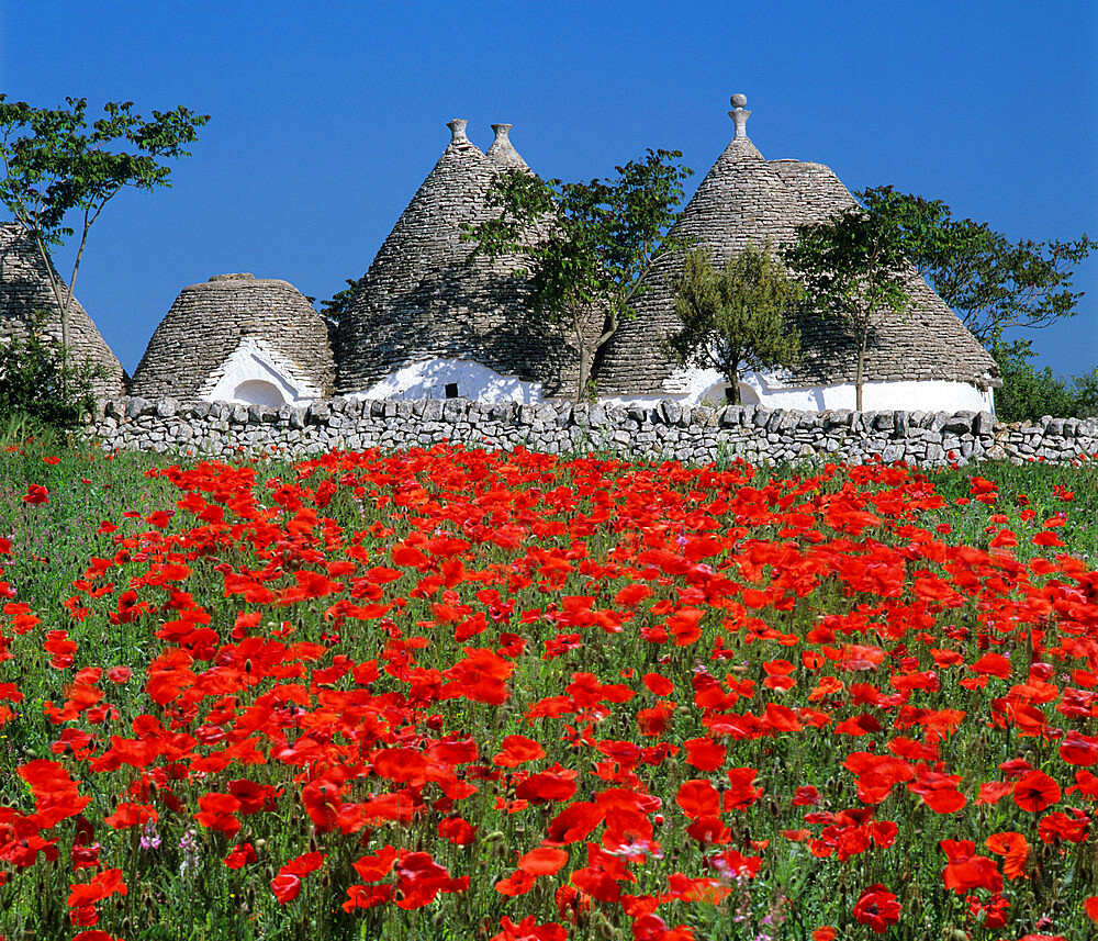 Trulli houses with red poppy field in foreground, near Alberobello, Apulia, Italy, Europe