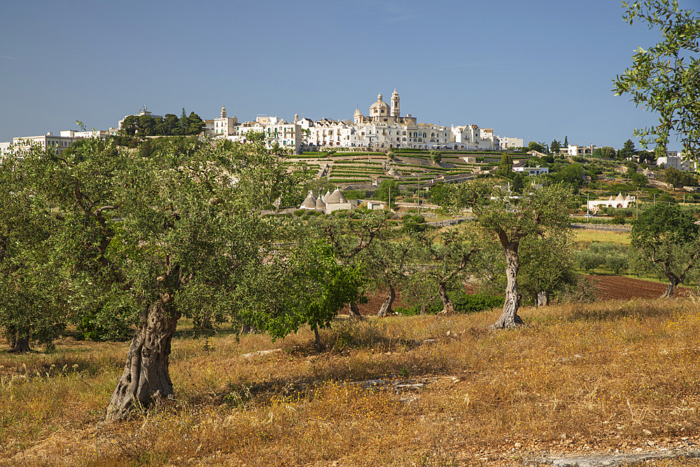 Locorotondo town on hilltop with trulli houses and olive grove below in the Valle d Itria, Locorotondo, Puglia, Italy, Europe