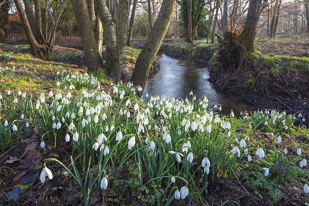 Snowdrops (Galanthus) growing beside stream in woodland in late afternoon sunlight, Burghclere, Hampshire, England, United Kingdom, Europe