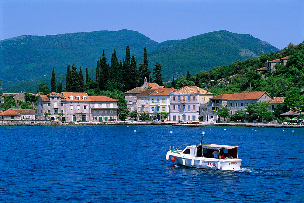 Rose, The Boka Kotorska (Bay of Kotor), Montenegro, Europe