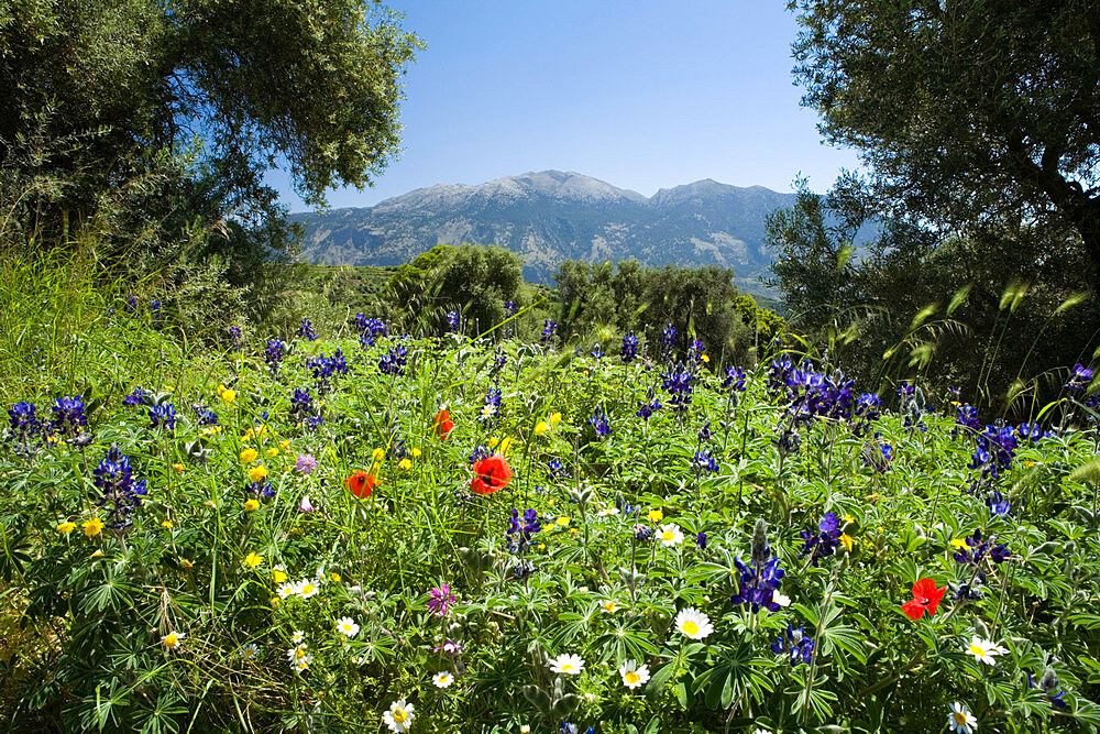 Spring flowers, White Mountains (Lefka Ori), Chania region, Crete, Greek Islands, Greece, Europe