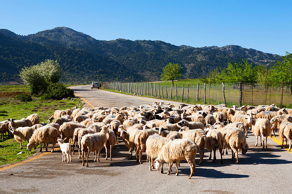 Sheep on road, Omalos Plain, Chania region, Crete, Greek Islands, Greece, Europe