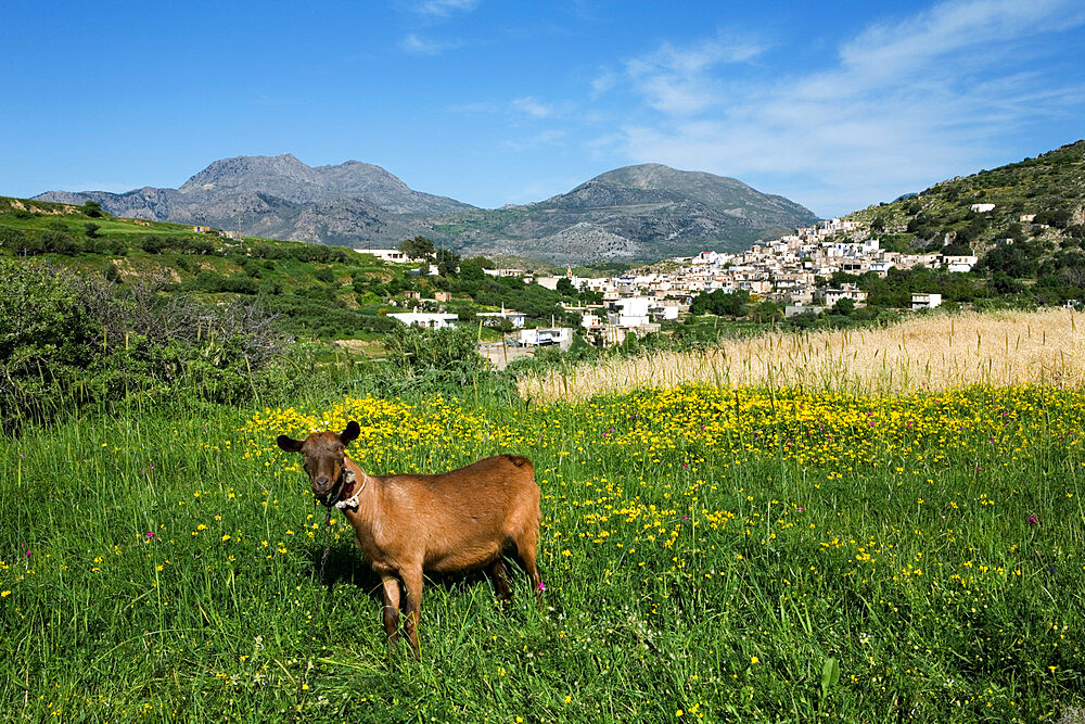 Goat in spring meadow, Agios Stefanos, near Pefki, Lasithi region, Crete, Greek Islands, Greece, Europe