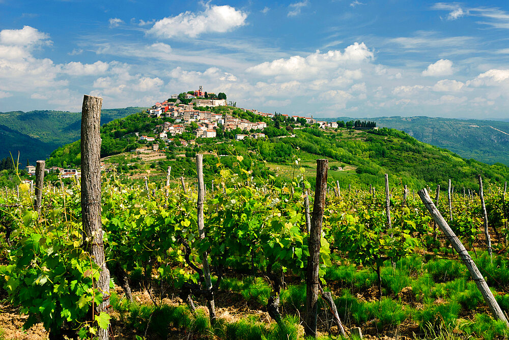 View over vineyard to hilltop town, Motovun, Istria, Croatia, Europe