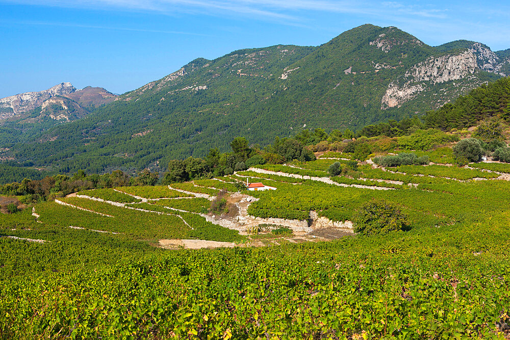 Vineyards in centre of island, Platanos, Samos, Aegean Islands, Greece