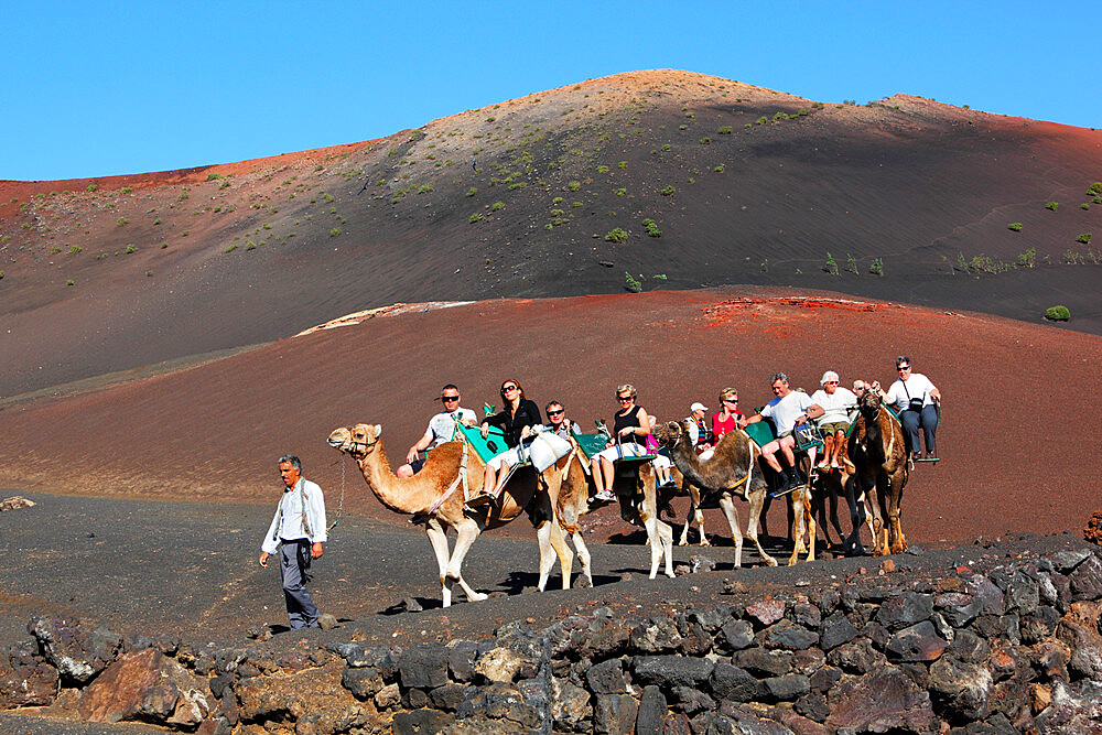 Dromedary ride on slopes of Timanfaya mountain, Timanfaya National Park, Lanzarote, Canary Islands, Spain, Europe