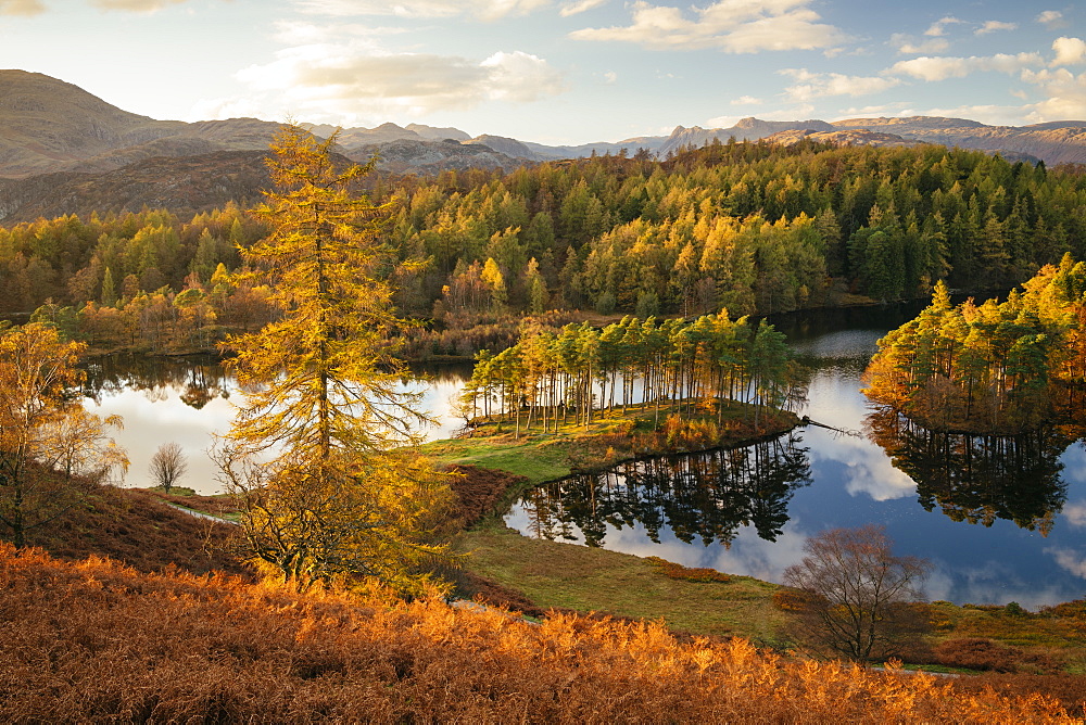 Autumn afternoon light at Tarn Hows, Lake District National Park, UNESCO World Heritage Site, Cumbria, England, United Kingdom, Europe