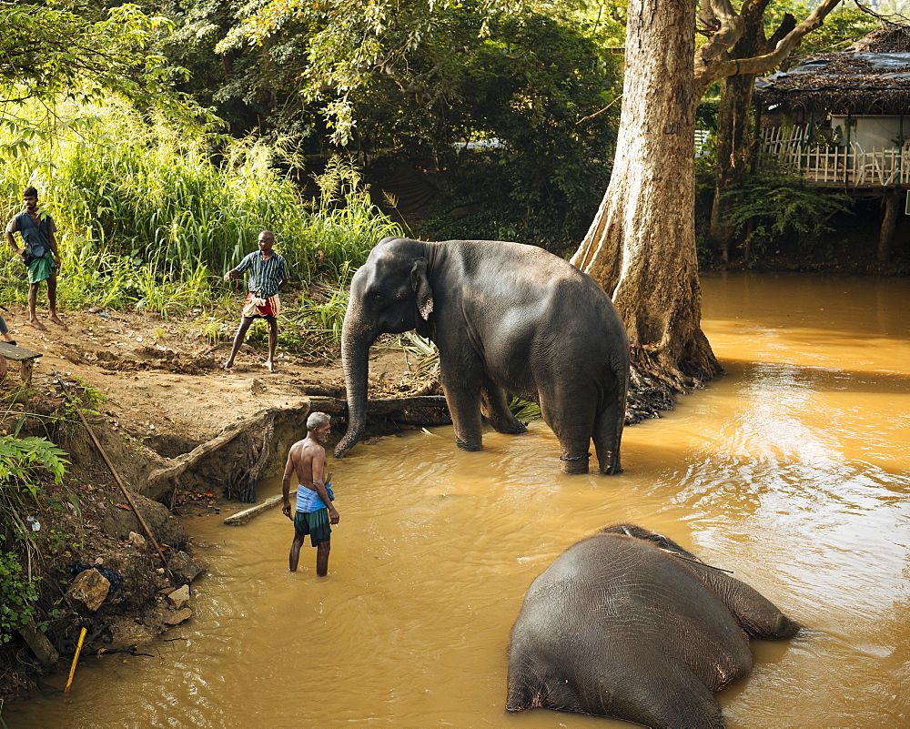 Elephants being washed in river, Sigiriya, Central Province, Sri Lanka, Asia