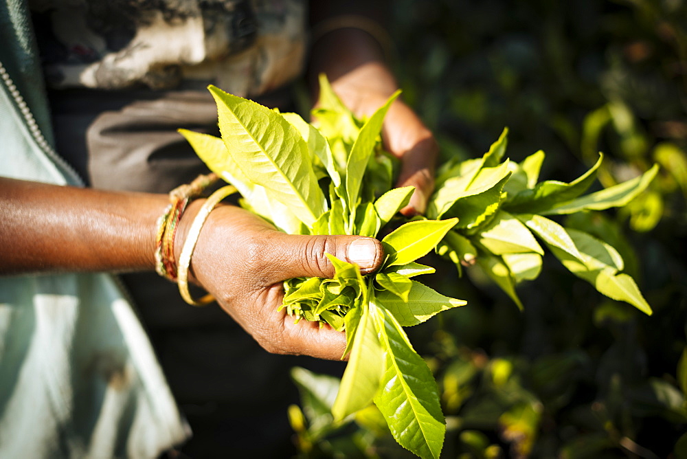 Tamil Woman Tea Picker in a Tea Plantation in the Highlands, Nuwara Eliya, Central Province, Sri Lanka, Asia