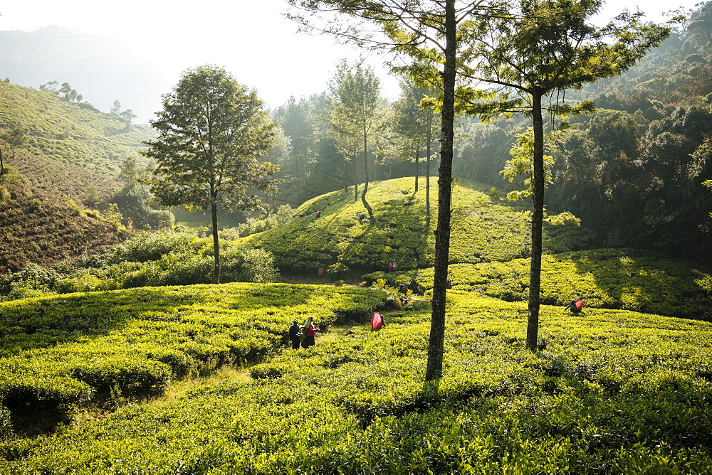 Tea estate, Nuwara Eliya, Central Province, Sri Lanka, Asia