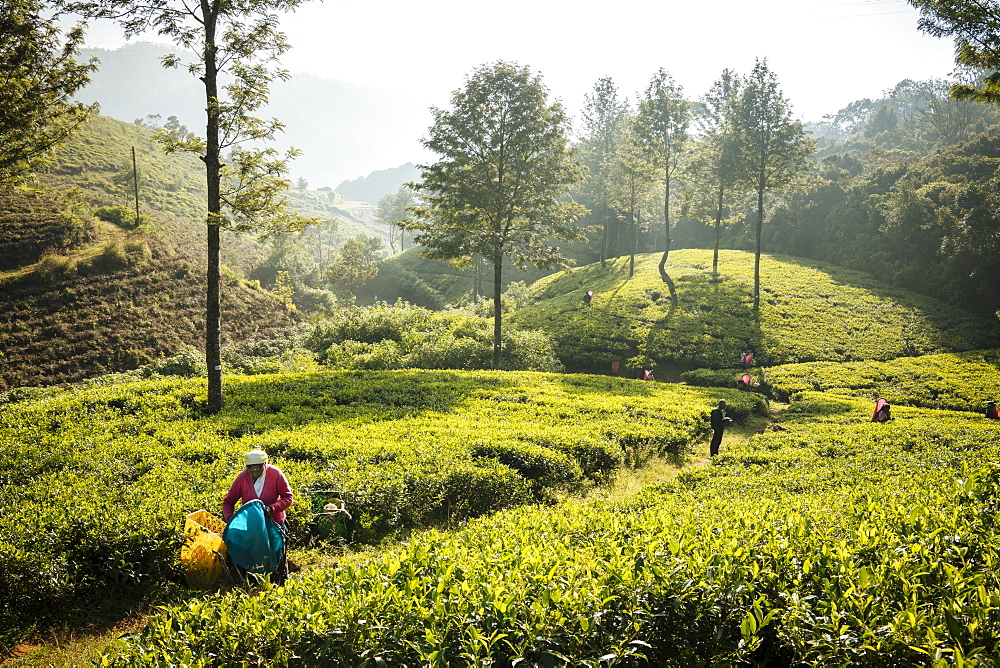 Tea estate, Nuwara Eliya, Central Province, Sri Lanka, Asia