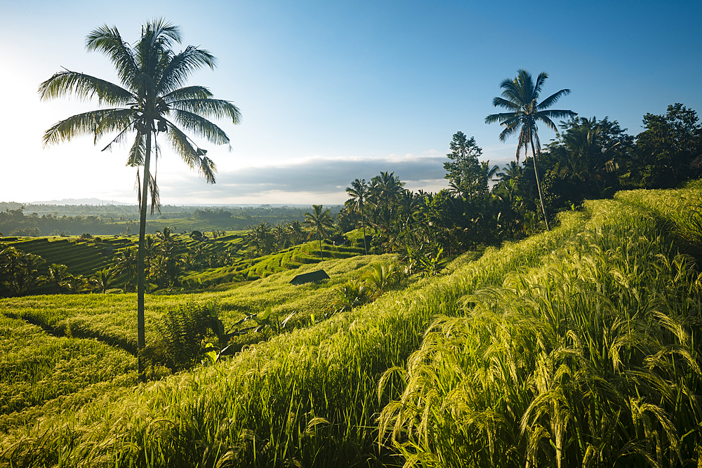 Jatiluwih Rice Terraces, Tabanan, Bali, Indonesia, Southeast Asia, Asia