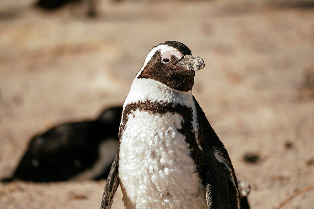 Boulders Beach Penguin Colony, Cape Town, Western Cape, South Africa