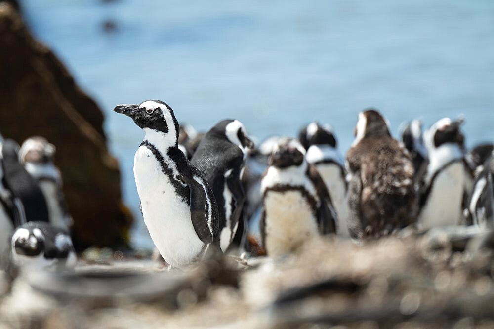 Betty's Bay Penguin Colony, Western Cape, South Africa