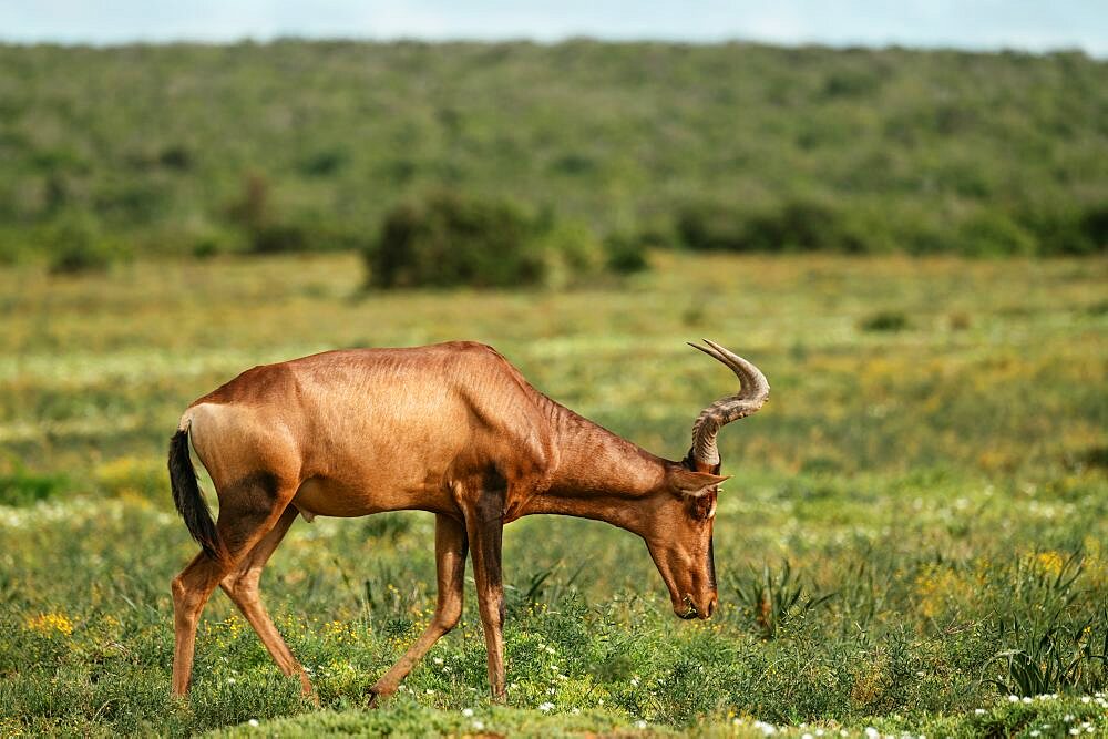 Red Hartbeest, Addo Elephant National Park, Eastern Cape, South Africa