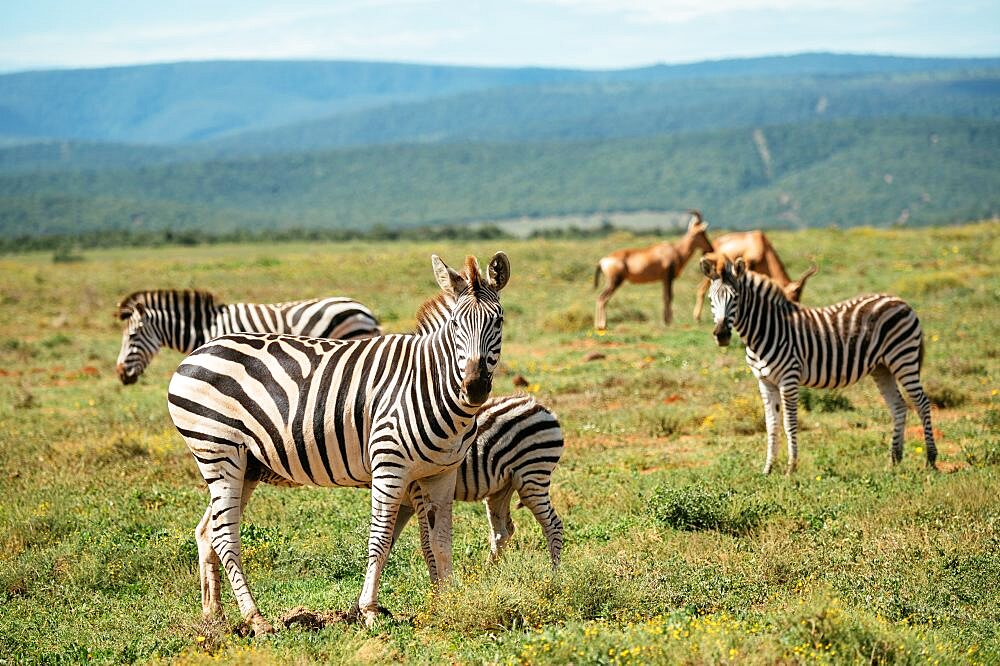 Burchell???s Zebras, Addo Elephant National Park, Eastern Cape, South Africa