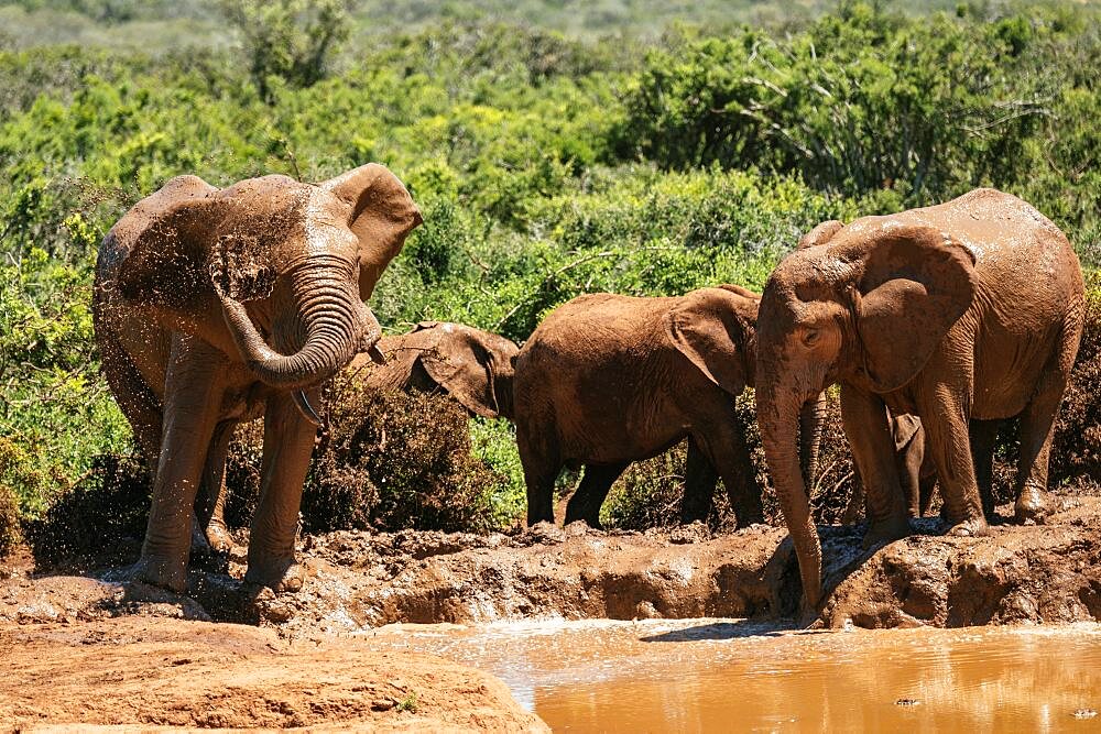 African Elephants, Addo Elephant National Park, Eastern Cape, South Africa