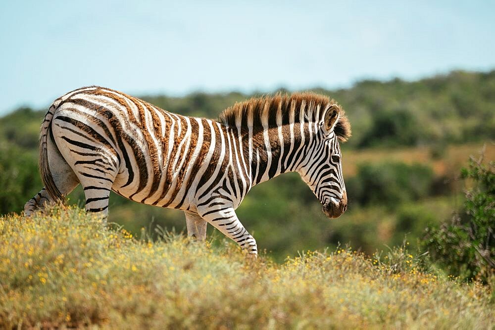 Burchell???s Zebra, Addo Elephant National Park, Eastern Cape, South Africa