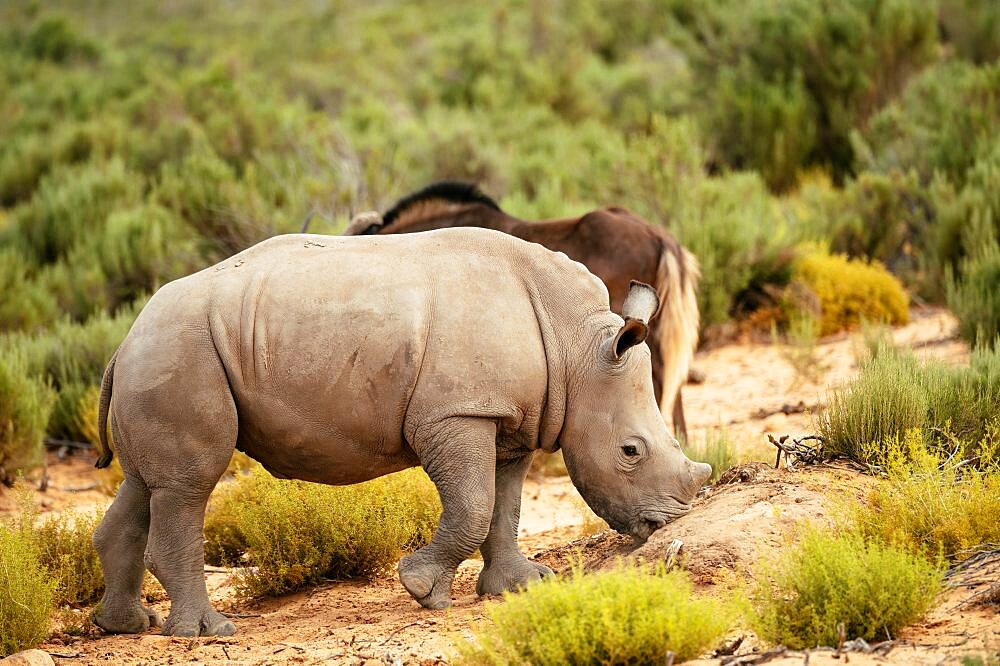 White Rhino, Aquila Private Game Reserve, Touws River, Western Cape, South Africa