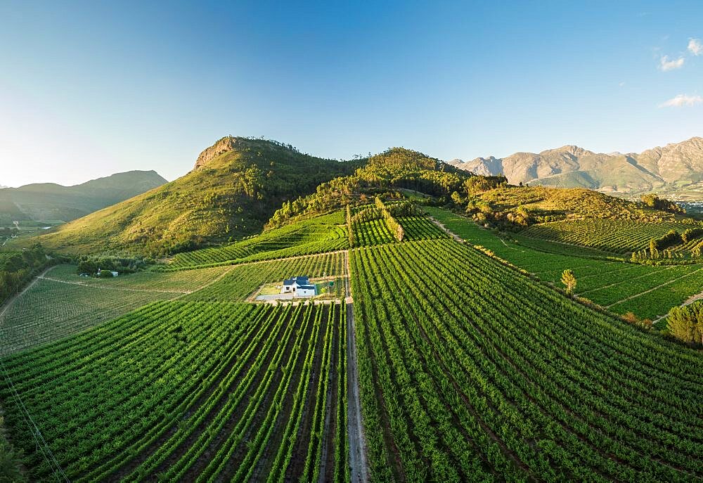 Aerial view of wine vineyards near Franschhoek, Western Cape, South Africa