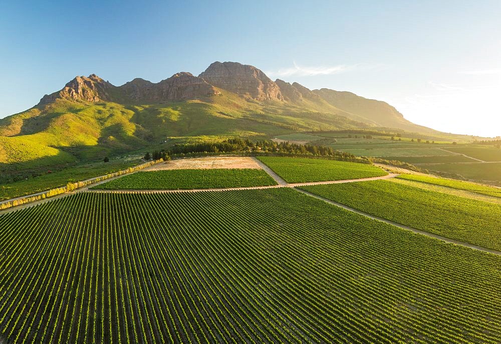 Aerial view of wine vineyards near Stellenbosch, Western Cape, South Africa