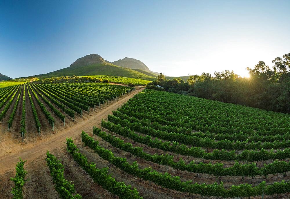 Aerial view of wine vineyards near Stellenbosch, Western Cape, South Africa