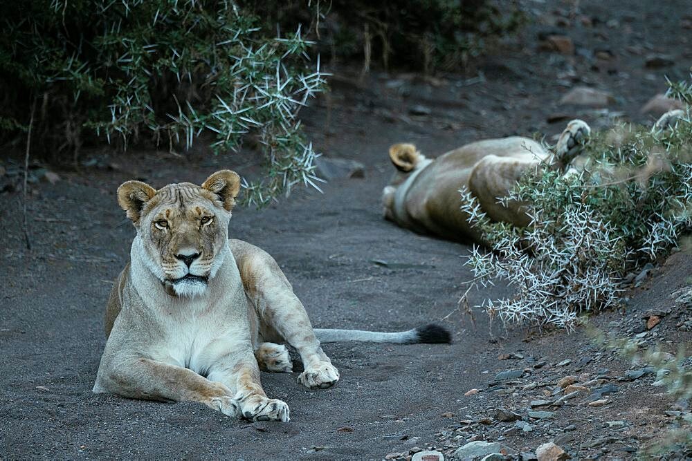 Lionesses resting in shade, Karoo National Park, Beaufort West, Western Cape, South Africa