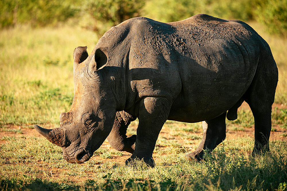 White Rhino, Timbavati Private Nature Reserve, Kruger National Park, South Africa, Africa