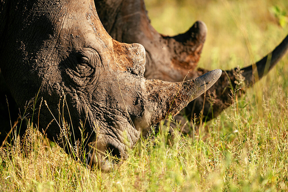 White Rhinos, Tanda Tula Reserve, Kruger National Park, South Africa, Africa