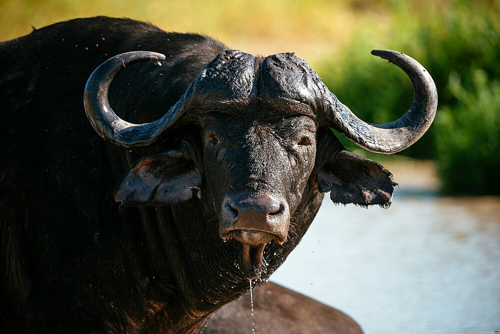 Cape Buffalo, Timbavati Private Nature Reserve, Kruger National Park, South Africa, Africa