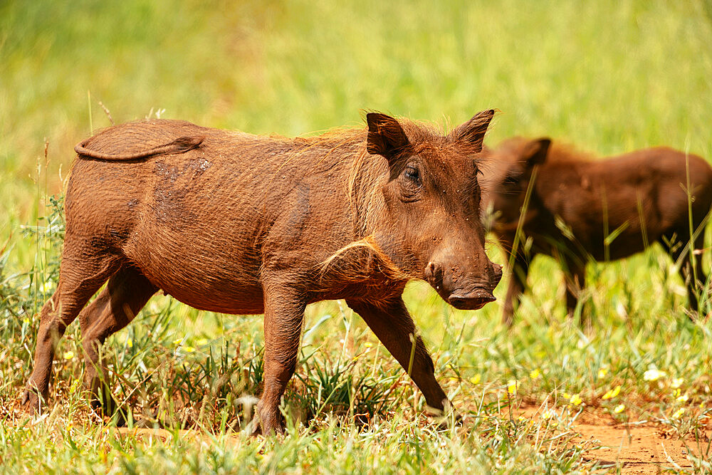 Warthog, Pafuri Reserve, Makuleke Contractual Park, Kruger National Park, South Africa, Africa