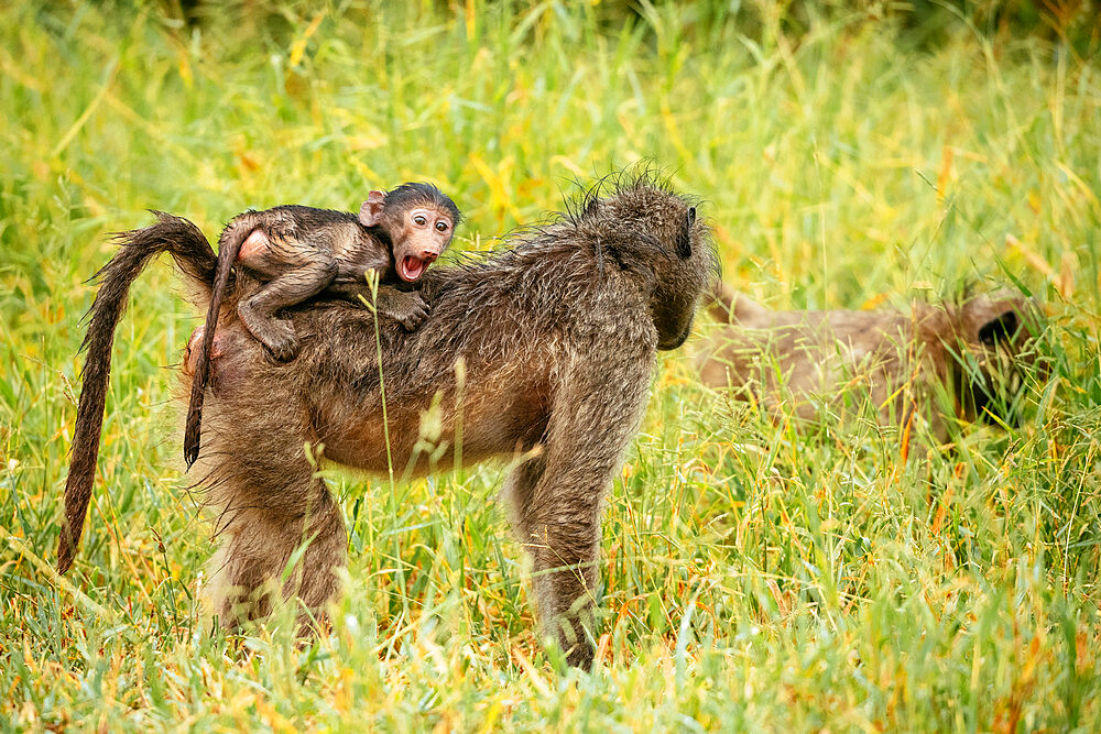 Female Baboon carrying her baby, Makuleke Contractual Park, Kruger National Park, South Africa, Africa