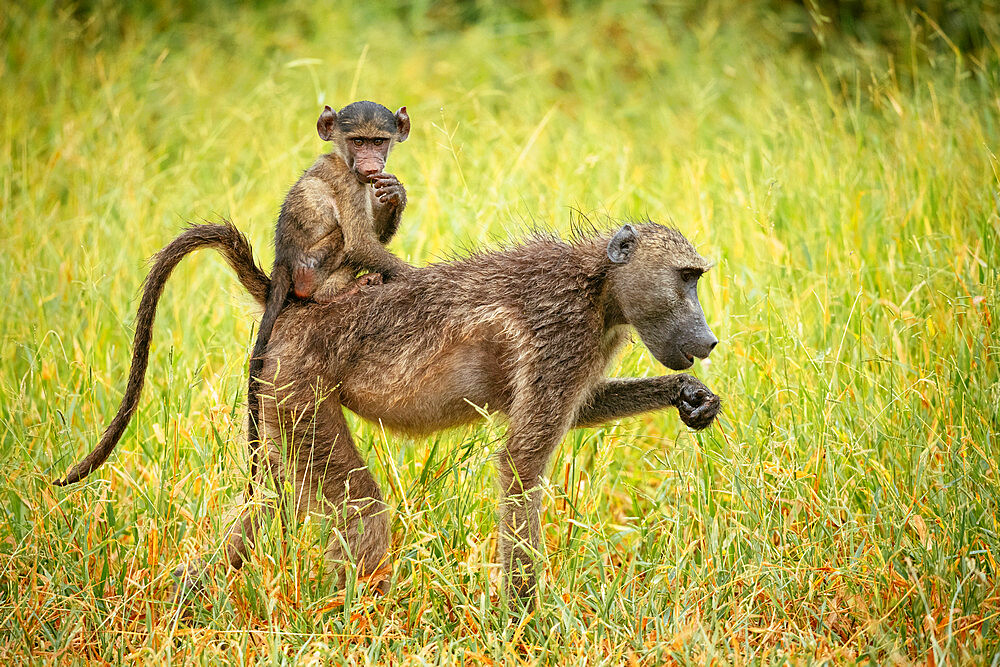 Female Baboon carrying her baby, Makuleke Contractual Park, Kruger National Park, South Africa, Africa