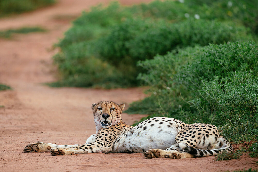 Cheetah, Marataba, Marakele National Park, South Africa, Africa