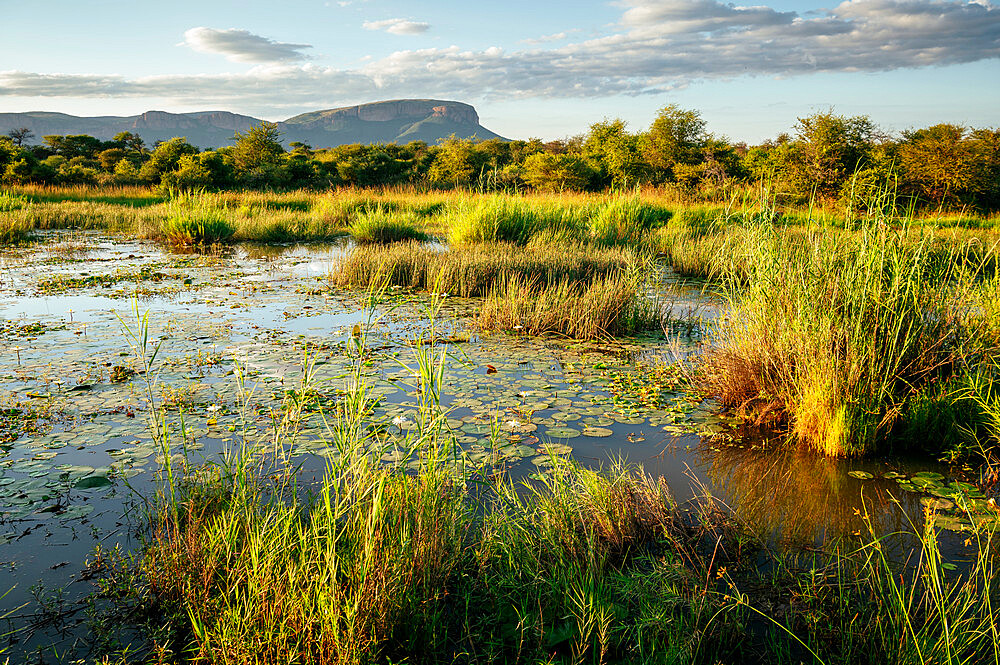 Landscape in Marataba, Marakele National Park, South Africa, Africa