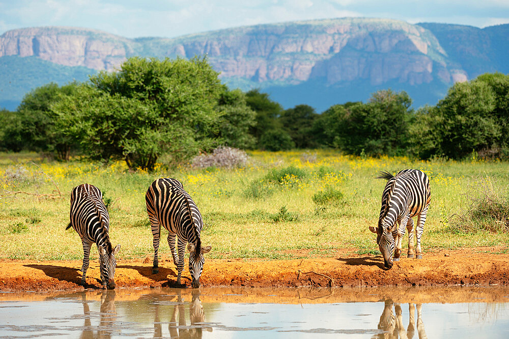 Burchell's Zebras at Watering Hole, Marataba, Marakele National Park, South Africa, Africa