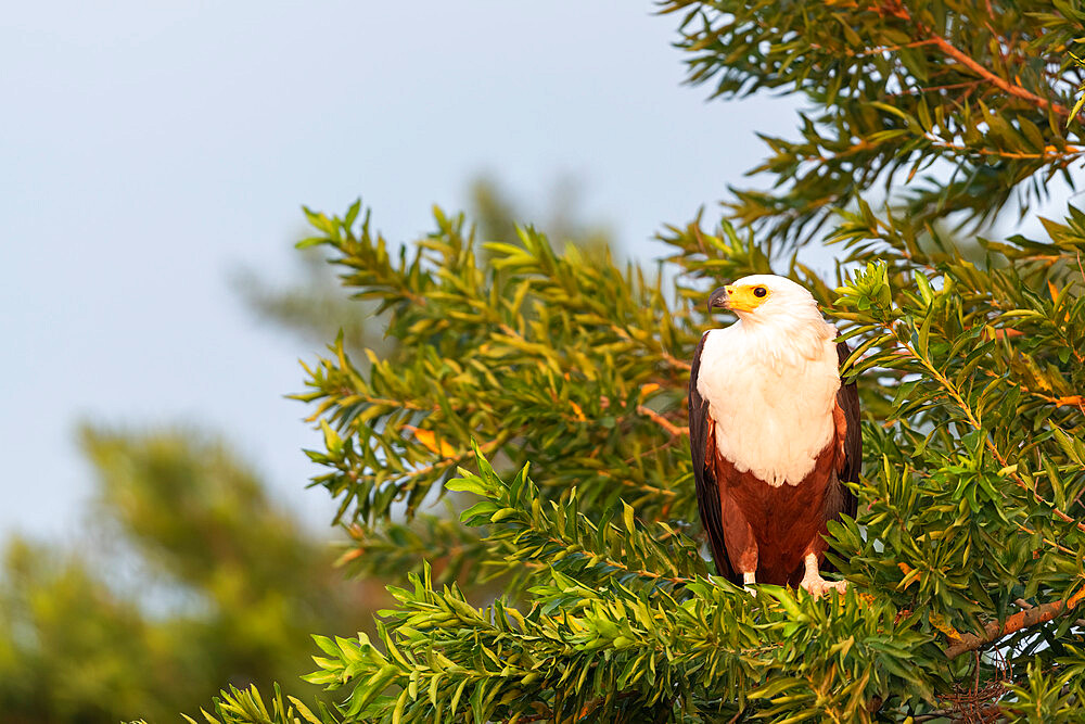 African Fish Eagle, Marataba, Marakele National Park, South Africa, Africa