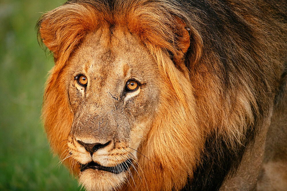 Male Lion, Marataba, Marakele National Park, South Africa, Africa